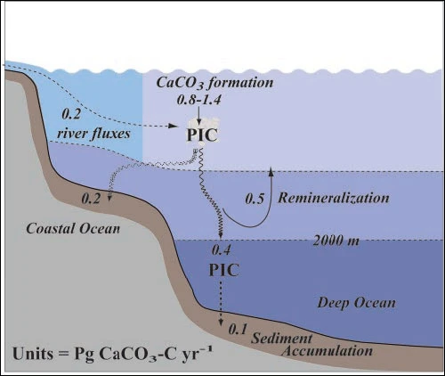 Tác động của CO2 đến đại dương