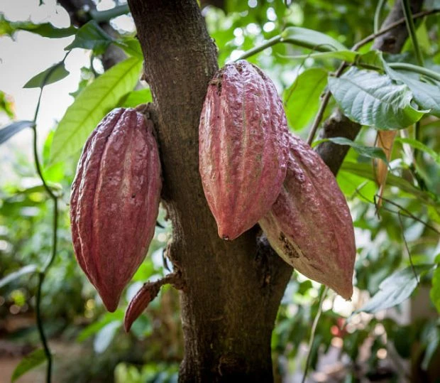 Hạt cacao