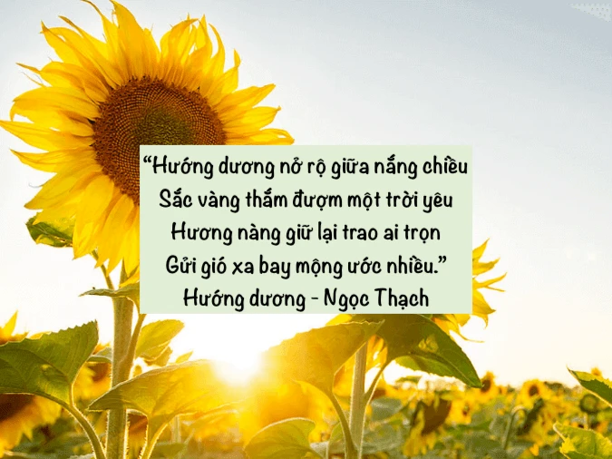 Cánh đồng hoa