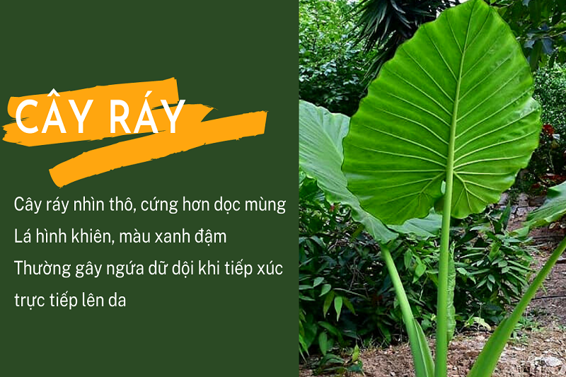 Cây ráy chữa bệnh gì? Nên dùng như thế nào mới hiệu quả?