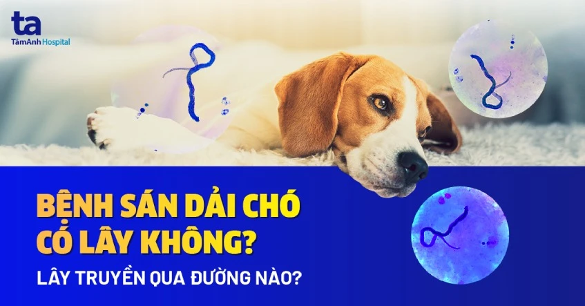 Bệnh sán chó có lây không? Lây truyền qua đường nào?