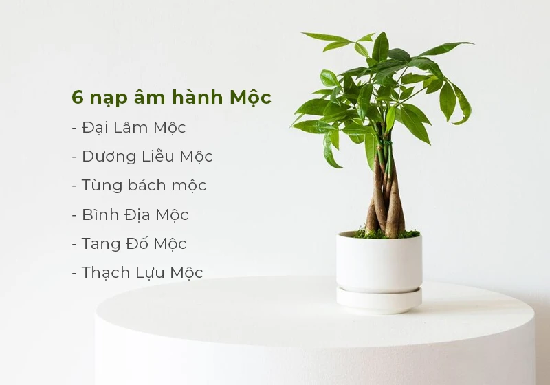 Mệnh Mộc là gì? Sinh năm nào, hợp và khắc với mệnh gì?