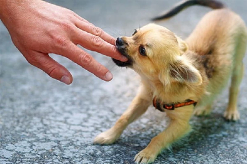 Giải mã ý nghĩa nằm mơ thấy chó cắn là điềm gì chi tiết nhất