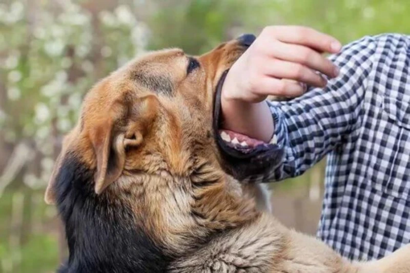 Nằm mơ thấy chó cắn đánh số may và ý nghĩa tâm lý