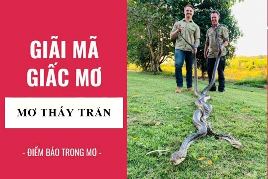 Giấc mơ thấy trăn: Dấu hiệu và bí ẩn trong tương lai